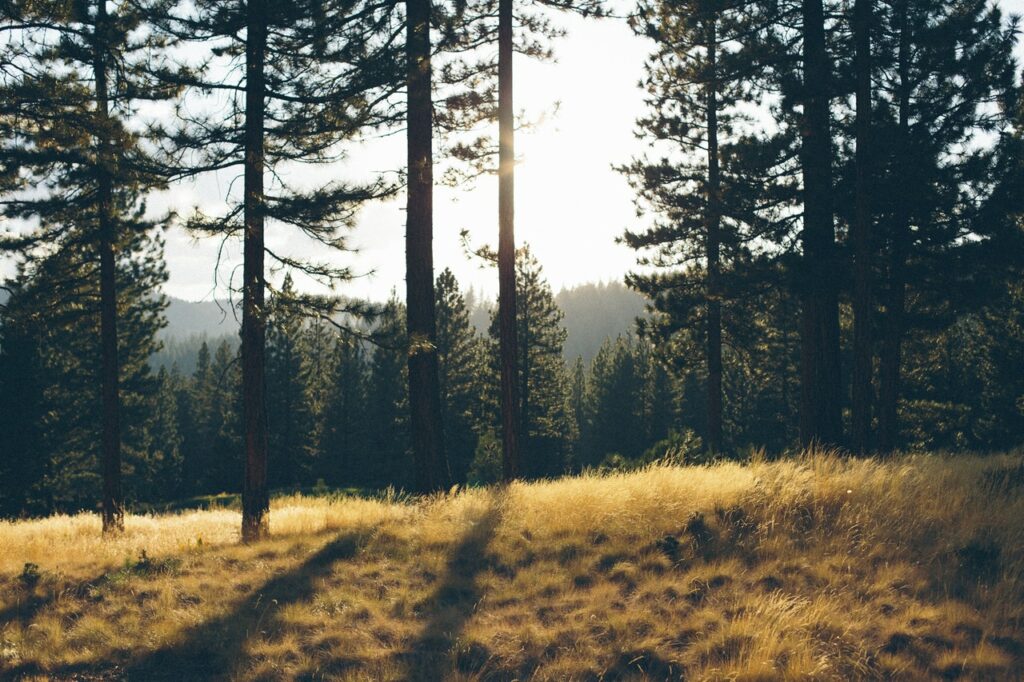 Naturcamping Thüringer Wald