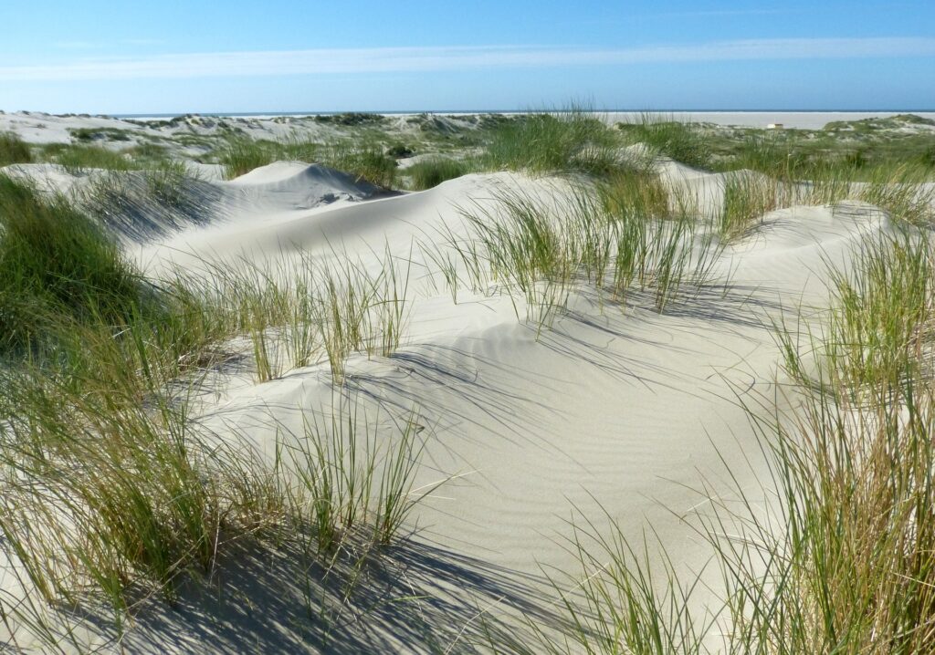 Nordsee Borkus 