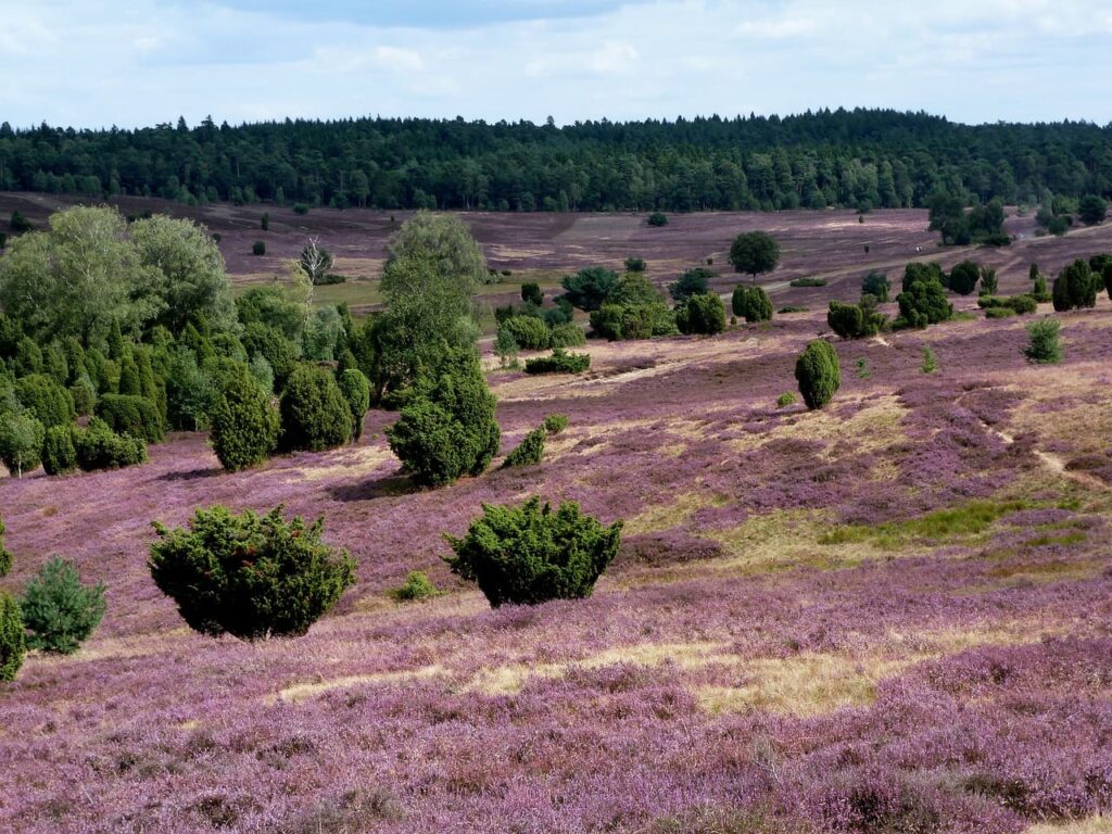 malerische Lüneburger Heide