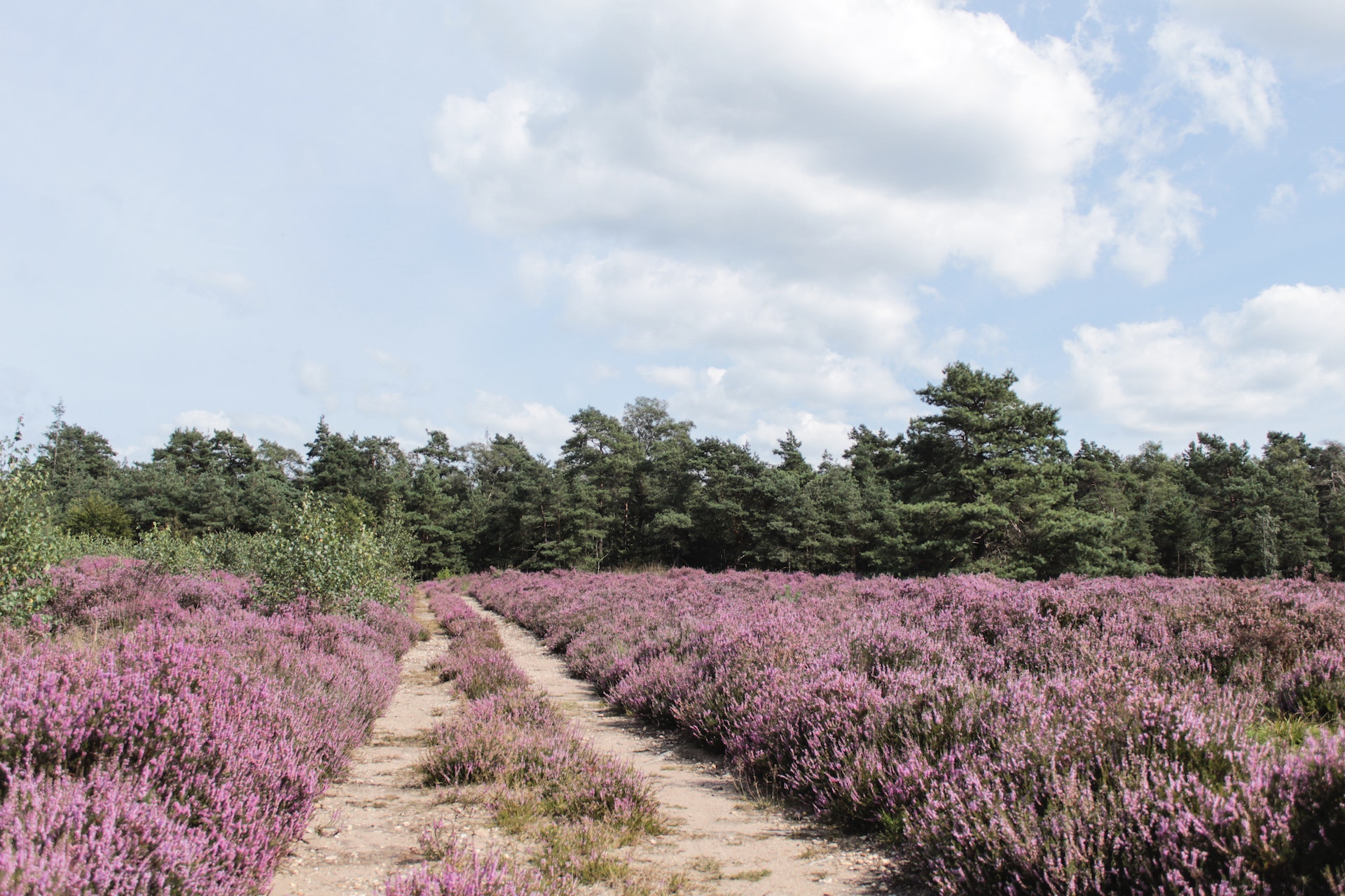 Campingplatz-Heidenau-Lüneburger-Heide