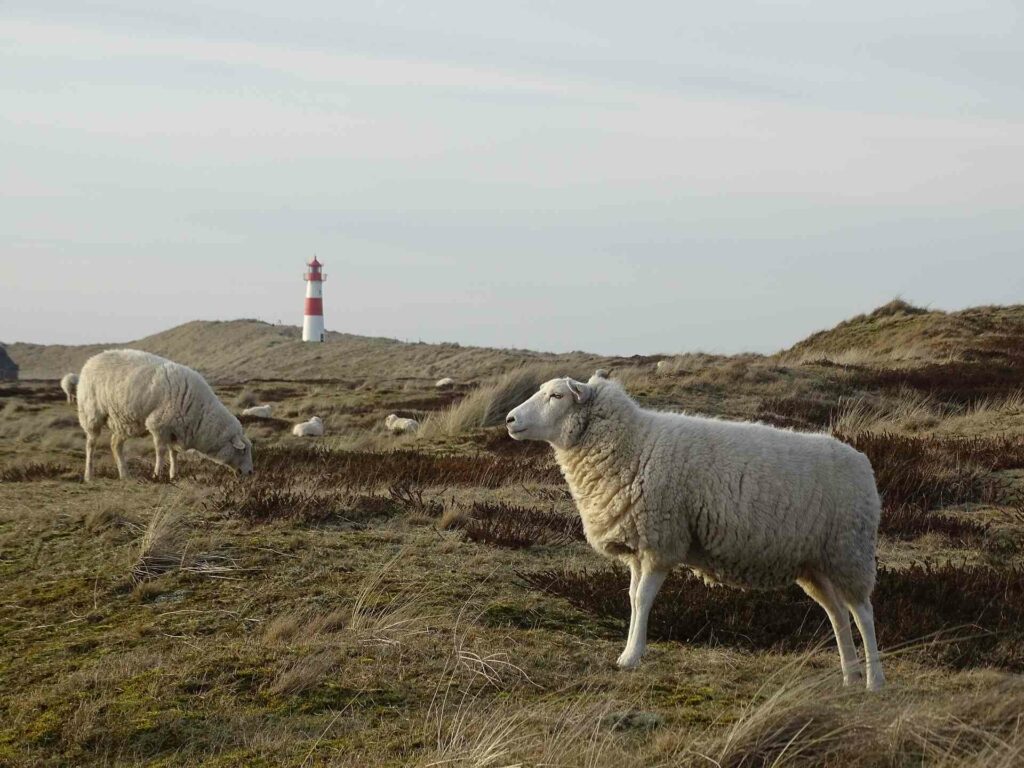 Campingplatz Westerland