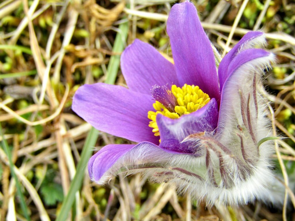 Kuhschelle Rhön