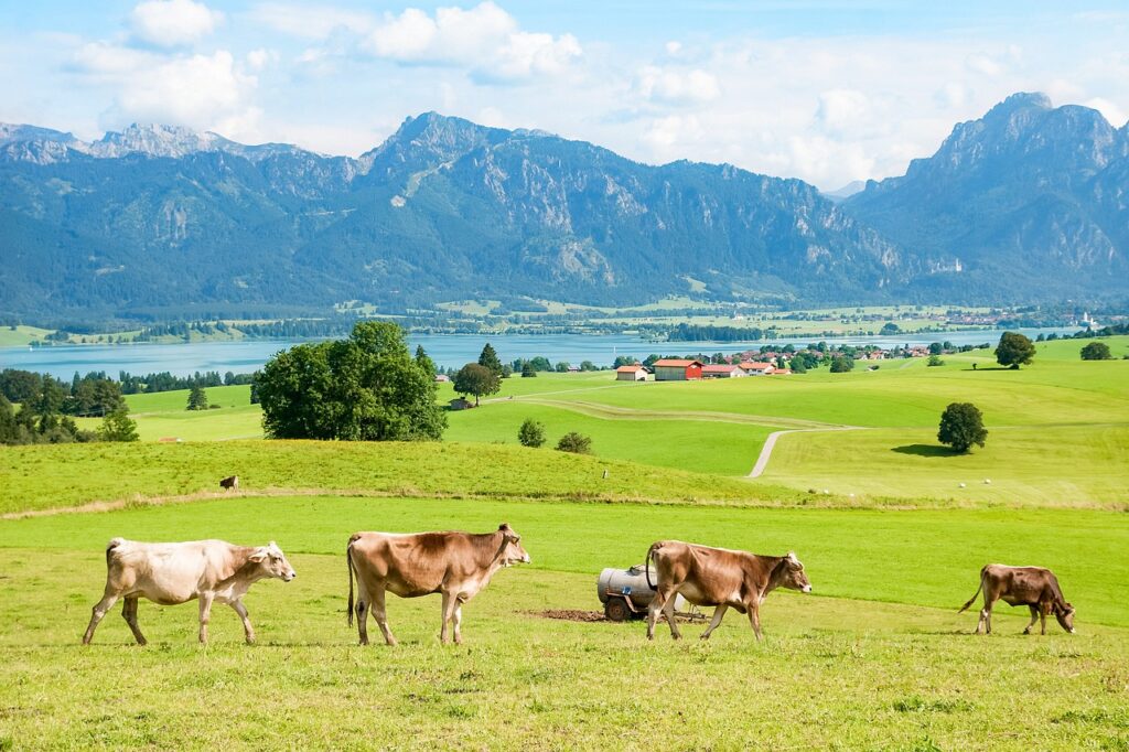 Campingplatz Seepferdchen Allgäu-Brunnen-Kühe