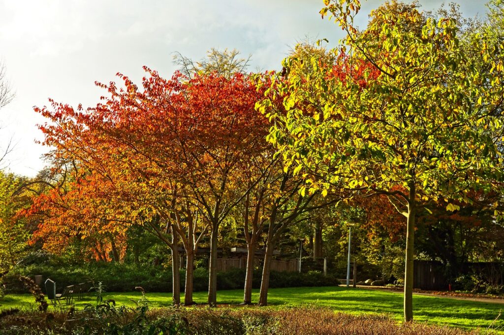 Campingplatz Amsterdam Bäume Herbst