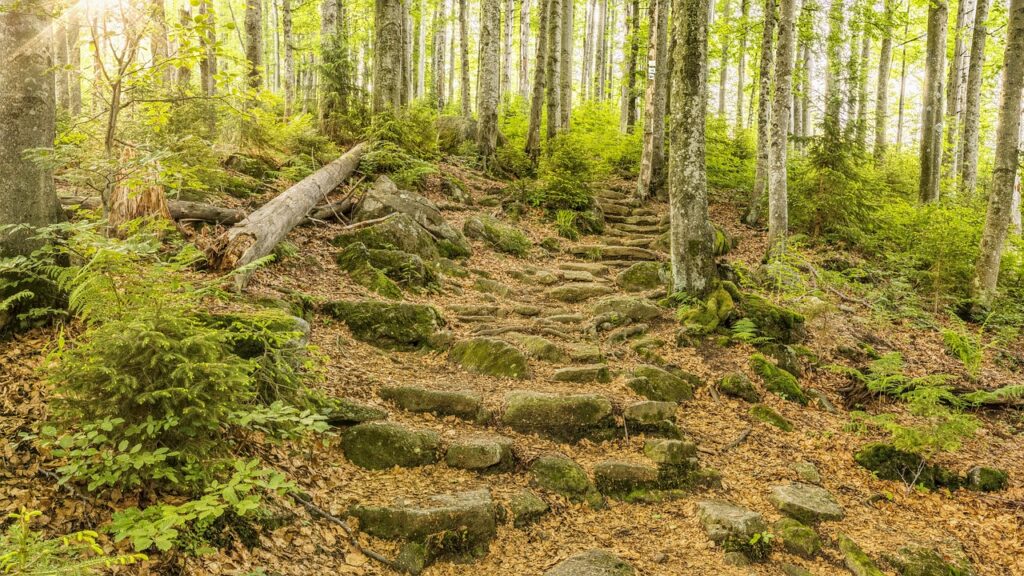 Campingplatz Bayerischer Wald Wanderweg