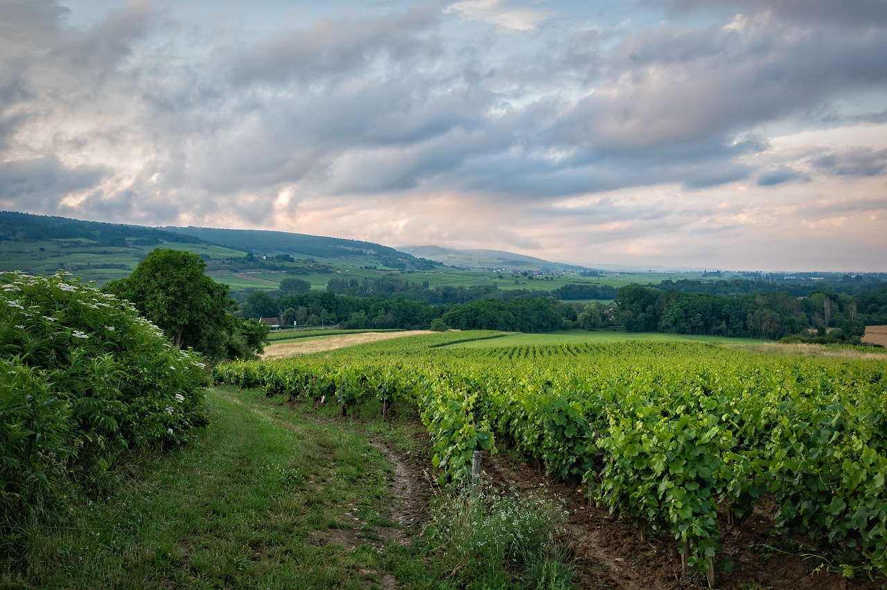 Weinberge in der Pfalz bei Bad Dürkheim