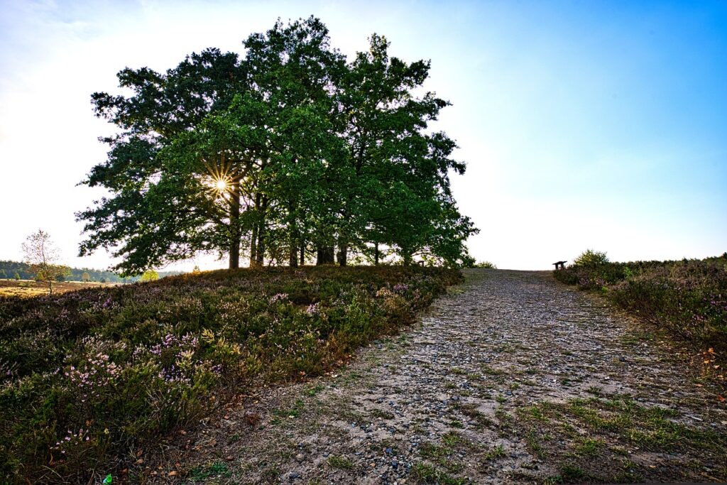 Lüneburger Heide Hameln