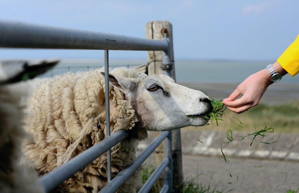 Texel Campingplatz