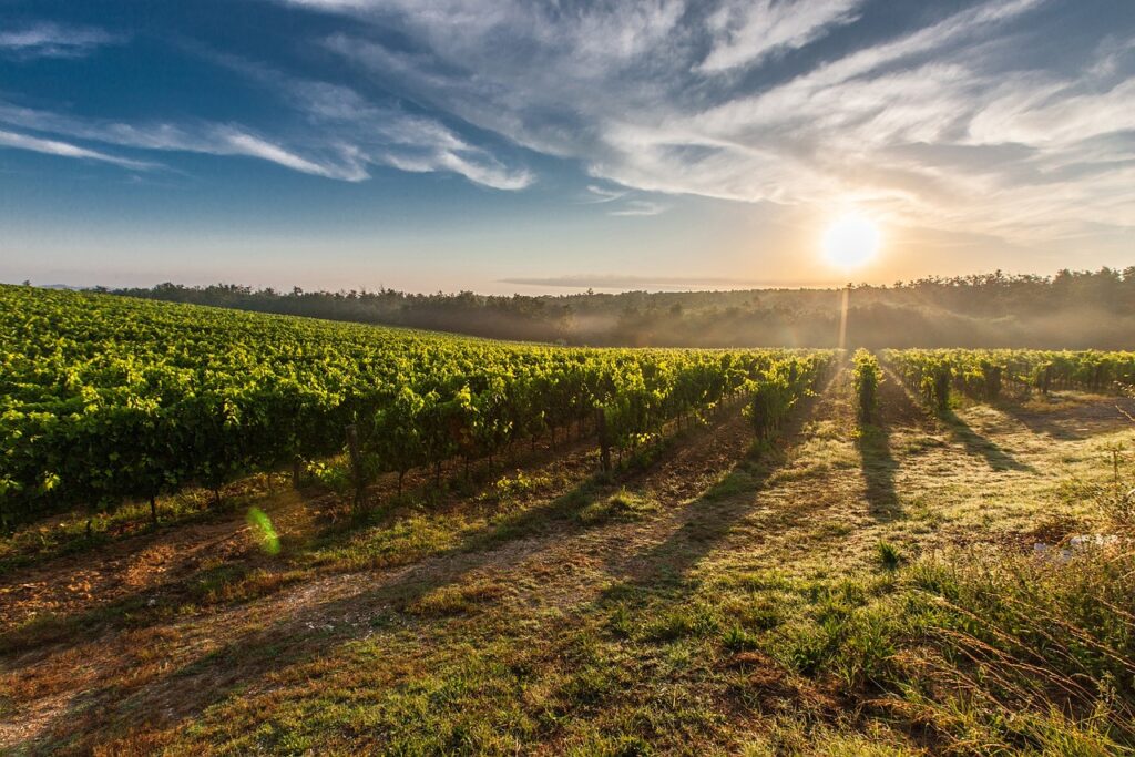 Weinberg-Italien