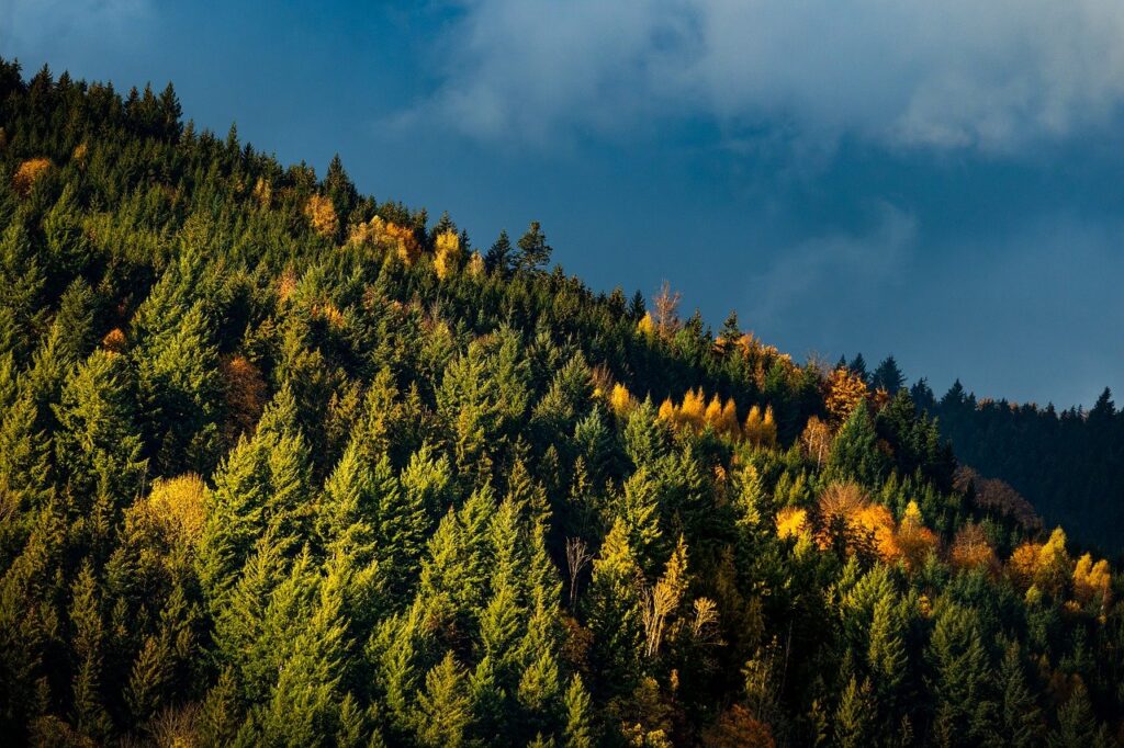 Campingplatz Schwarzwald