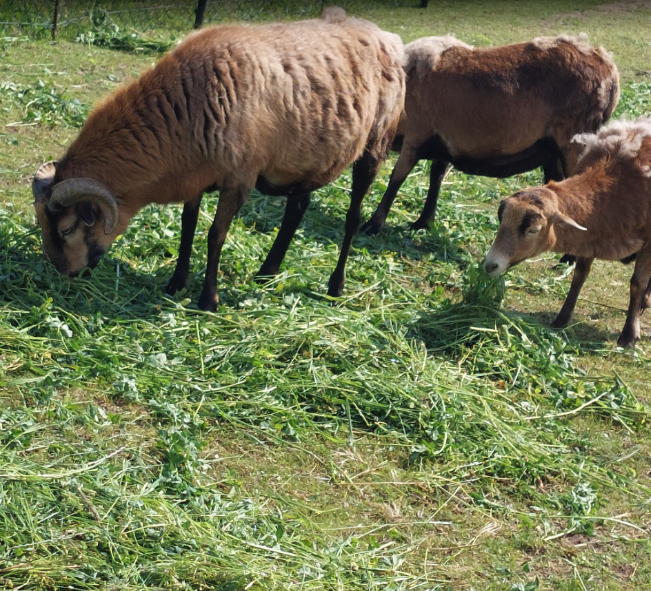 Alpaca Erfahrungen
