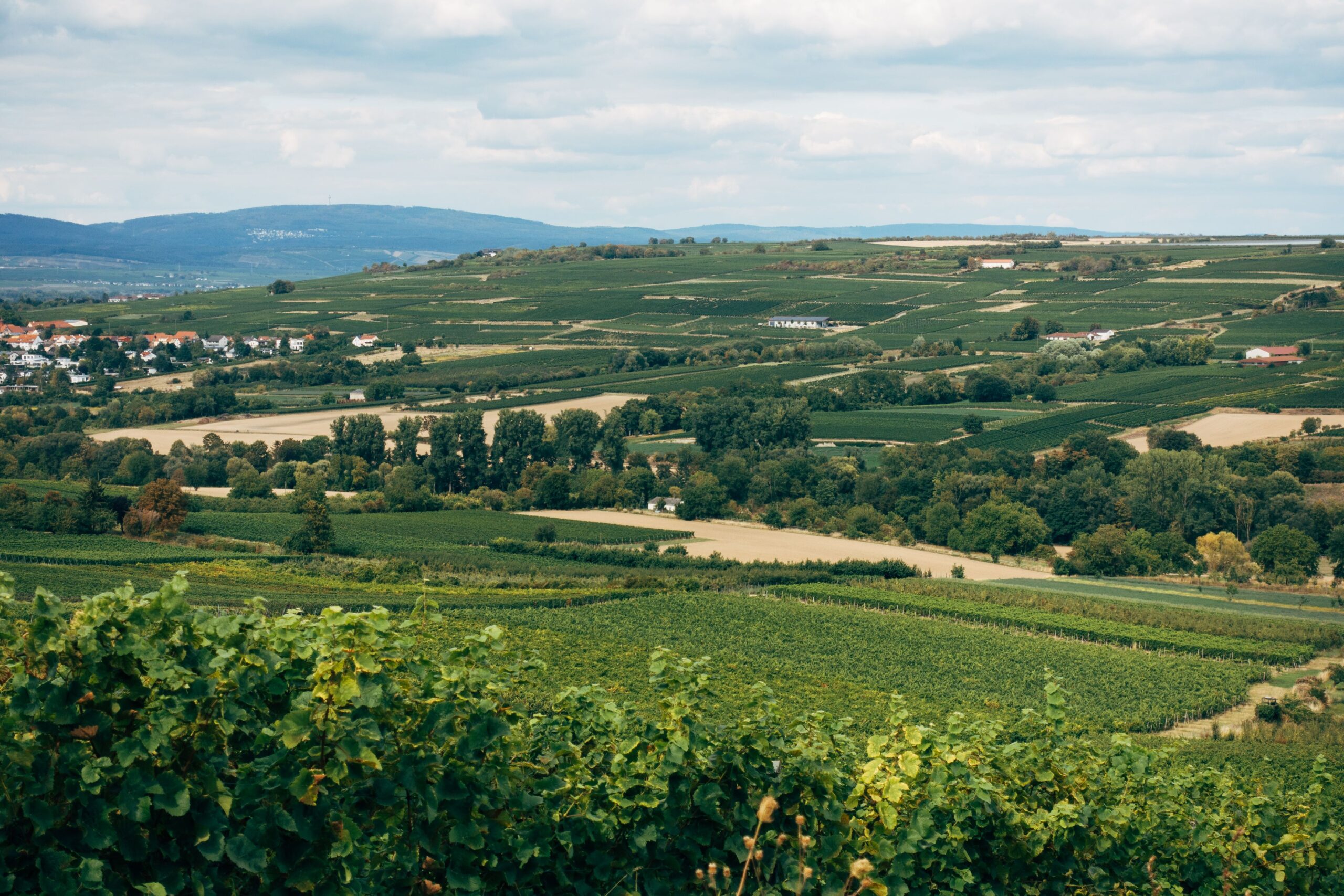 Weinberge bei Bad D&uuml;rkheim in der Pfalz